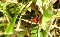 Cantharis pellucida