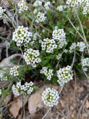 Lobularia maritima