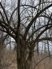 Maclura pomifera