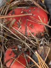 Russula