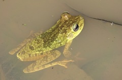 Boana xerophylla