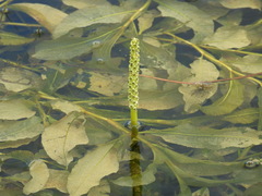 Potamogeton lucens