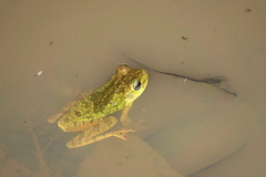 Boana xerophylla