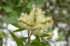 Melaleuca leucadendra