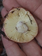 Russula