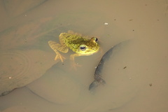 Boana xerophylla