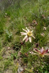 Knowltonia anemonoides