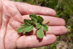 Knowltonia anemonoides