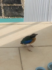 Pitta moluccensis
