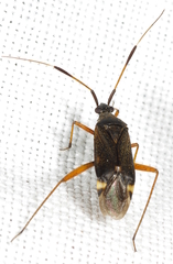 Closterotomus biclavatus