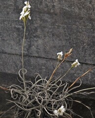 Tillandsia streptocarpa
