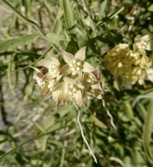 Funastrum hirtellum