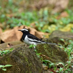 Motacilla maderaspatensis