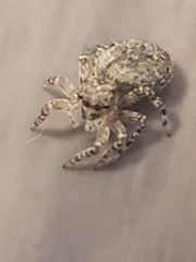 Mexigonus