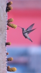 Cynanthus latirostris