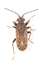 Peritrechus