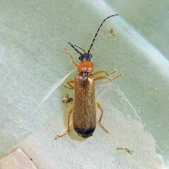 Rhagonycha lutea