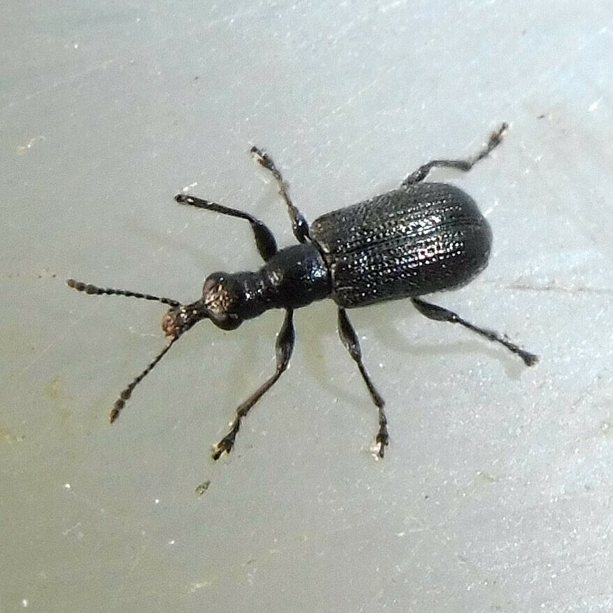 Caenorhinus mannerheimii