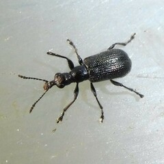 Caenorhinus mannerheimii