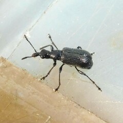 Caenorhinus mannerheimii