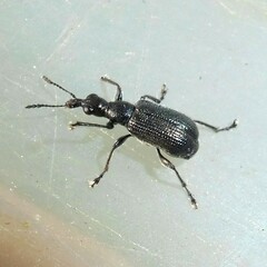 Caenorhinus mannerheimii