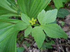 Ranunculus recurvatus