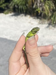 Anolis smaragdinus
