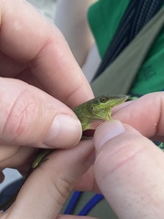 Anolis smaragdinus