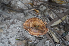 Microporus xanthopus