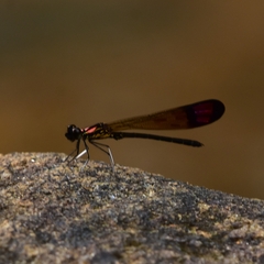 Heliocypha bisignata