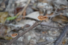 Microporus xanthopus