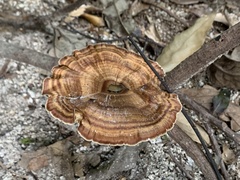 Microporus xanthopus