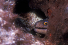 Gymnothorax miliaris