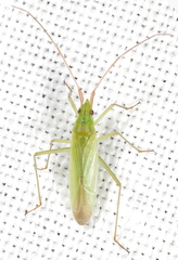 Trigonotylus