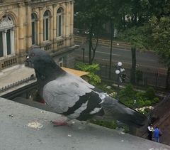 Columba livia domestica
