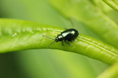 Phratora