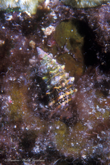 Cerithium litteratum