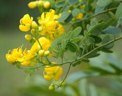 Senna bicapsularis