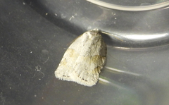 Acleris logiana
