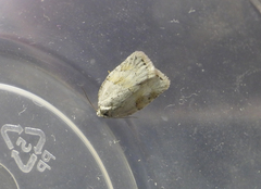 Acleris logiana