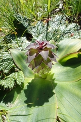 Eucomis regia