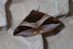 Bastilla fulvotaenia
