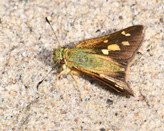 Dalla cypselus