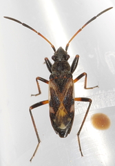 Ligyrocoris