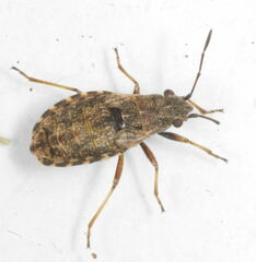 Nithecus jacobaeae