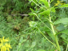 Rhopalomyia solidaginis