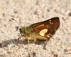 Dalla cypselus