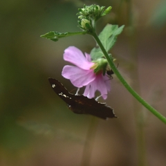 Caprona ransonnettii
