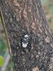 Eucryptorrhynchus brandti