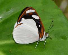 Dynamine coenus albidula